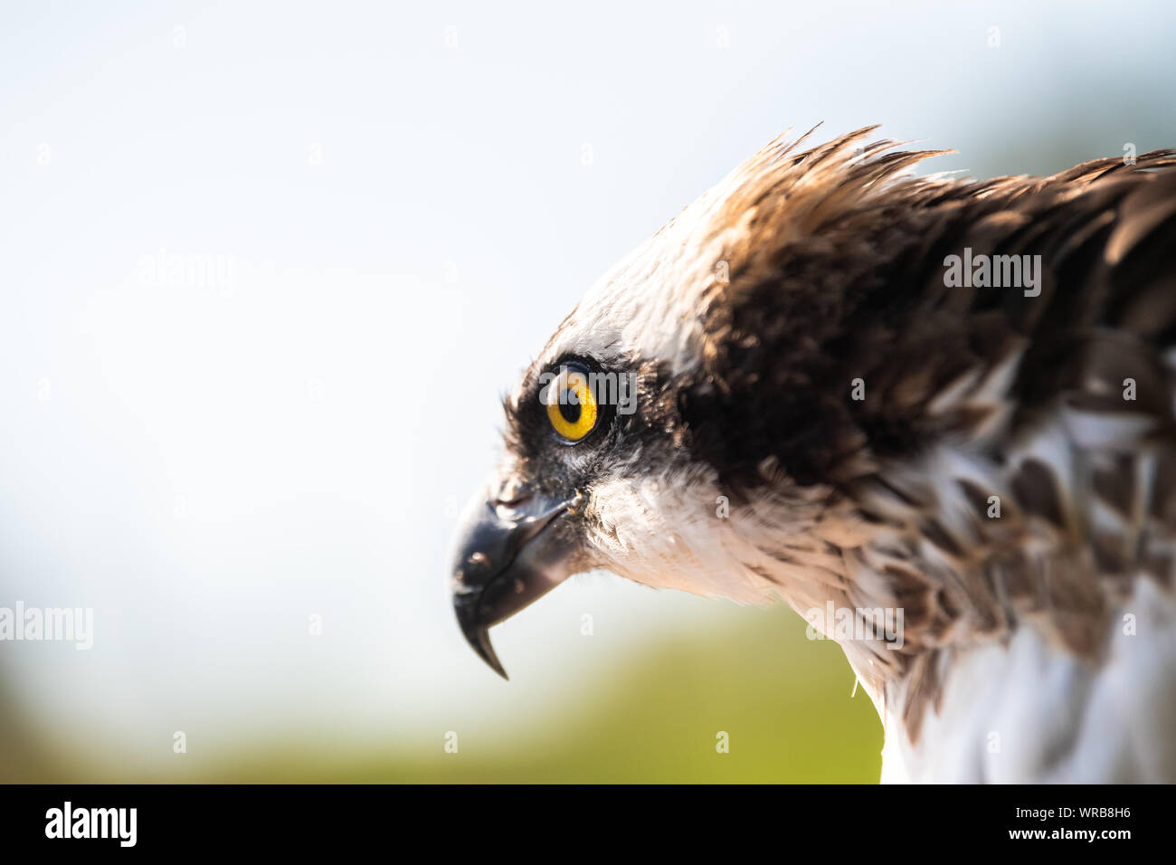 Friesoythe, Germany. 10th Sep, 2019. An osprey is captured by Klaus Meyer, head of the Rastede wildlife sanctuary. The animal is released by Meyer at the Thülsfeld dam. The rare bird was cared for in the Rastede wildlife sanctuary. Credit: Mohssen Assanimoghaddam/dpa/Alamy Live News Stock Photo