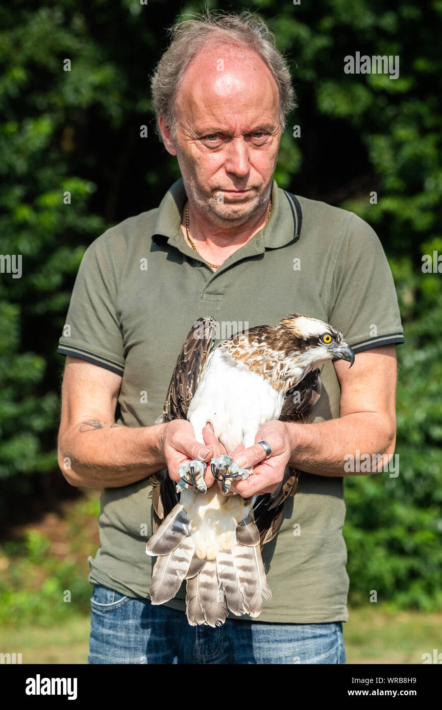 Friesoythe, Germany. 10th Sep, 2019. An osprey is captured by Klaus Meyer, head of the Rastede wildlife sanctuary. The animal is released by Meyer at the Thülsfeld dam. The rare bird was cared for in the Rastede wildlife sanctuary. Credit: Mohssen Assanimoghaddam/dpa/Alamy Live News Stock Photo