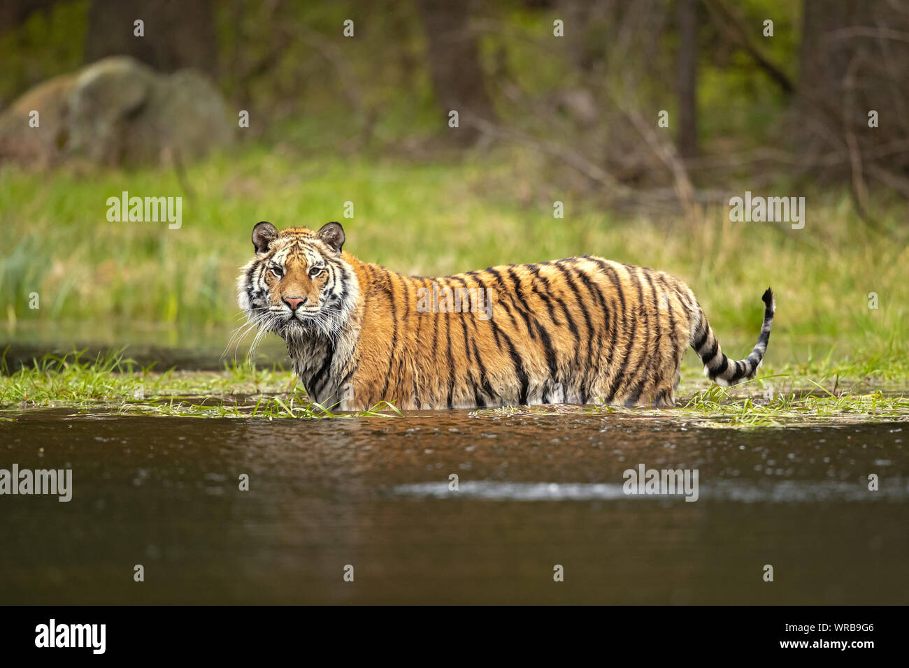 Siberian tiger is a Panthera tigris tigris population in the Russian Far East and Northeast China Stock Photo