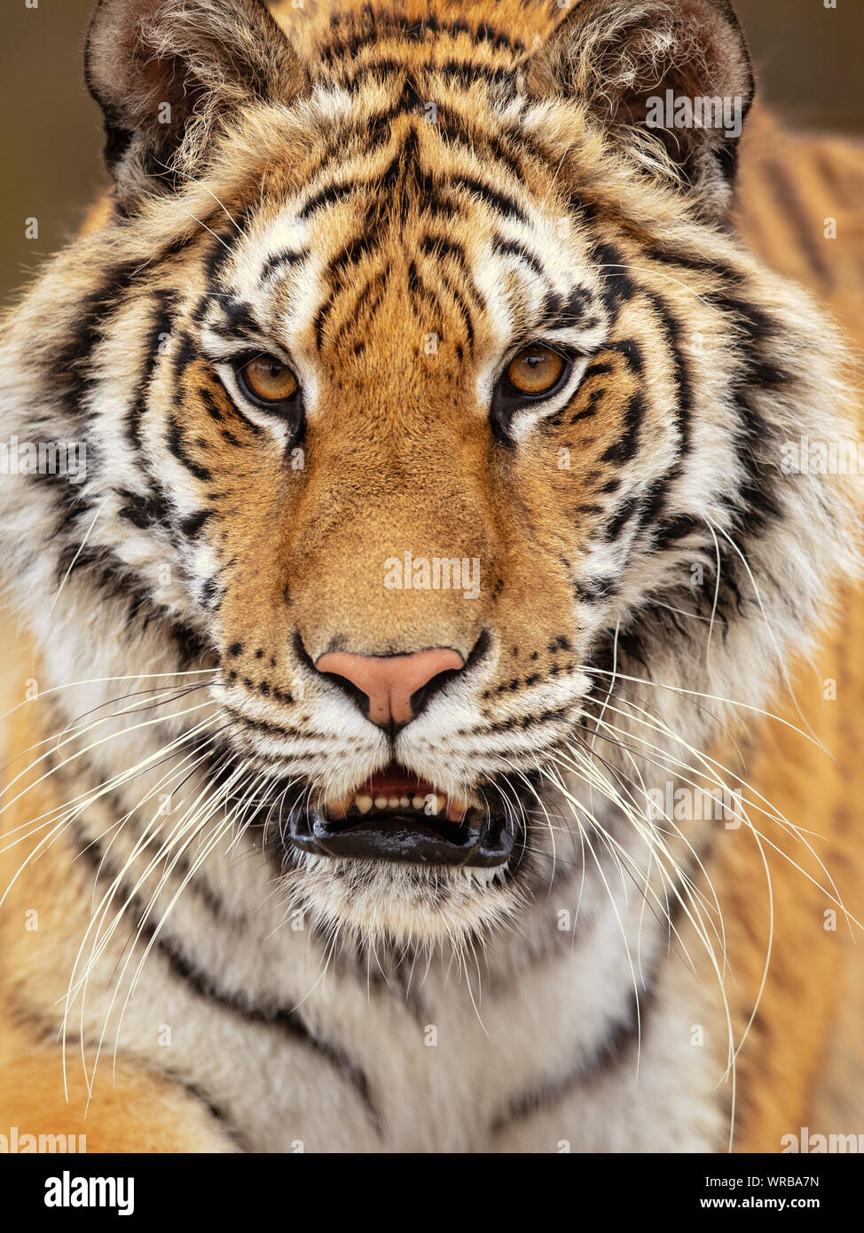 Siberian tiger is a Panthera tigris tigris population in the Russian Far East and Northeast China Stock Photo