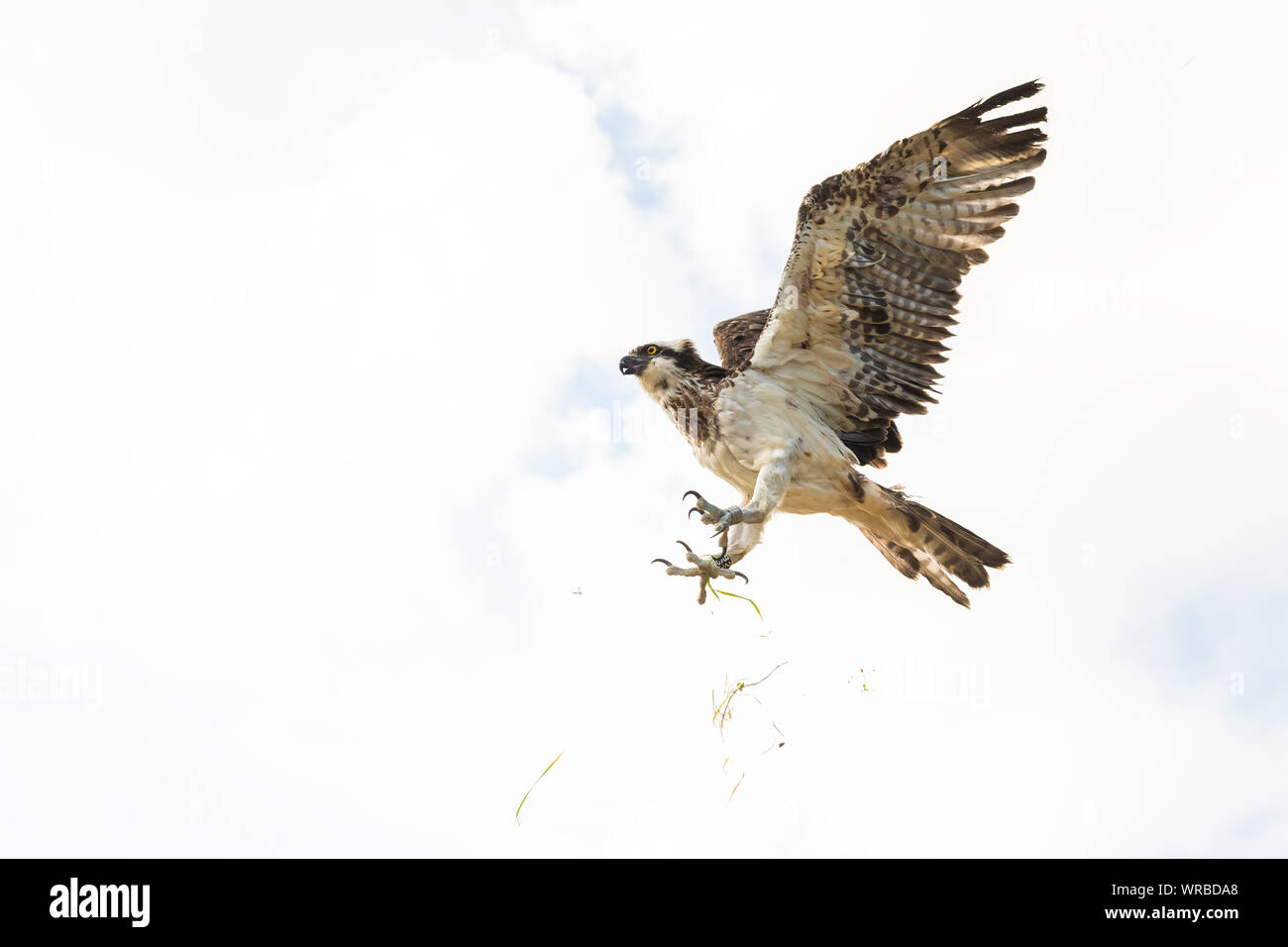 Friesoythe, Germany. 10th Sep, 2019. An osprey is released into the wild by Klaus Meyer, head of the Rastede wildlife sanctuary. He let the animal fly into freedom in the Thülsfeld dam. The rare bird was cared for in the Rastede wildlife sanctuary. Credit: Mohssen Assanimoghaddam/dpa/Alamy Live News Stock Photo