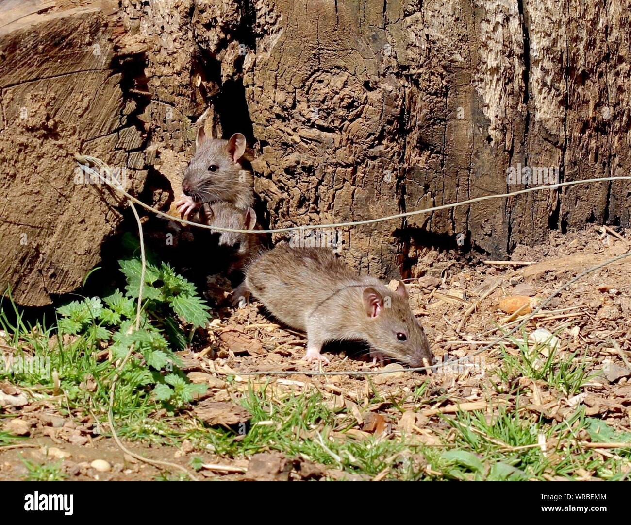 Tree Rats High Resolution Stock Photography and Images Alamy
