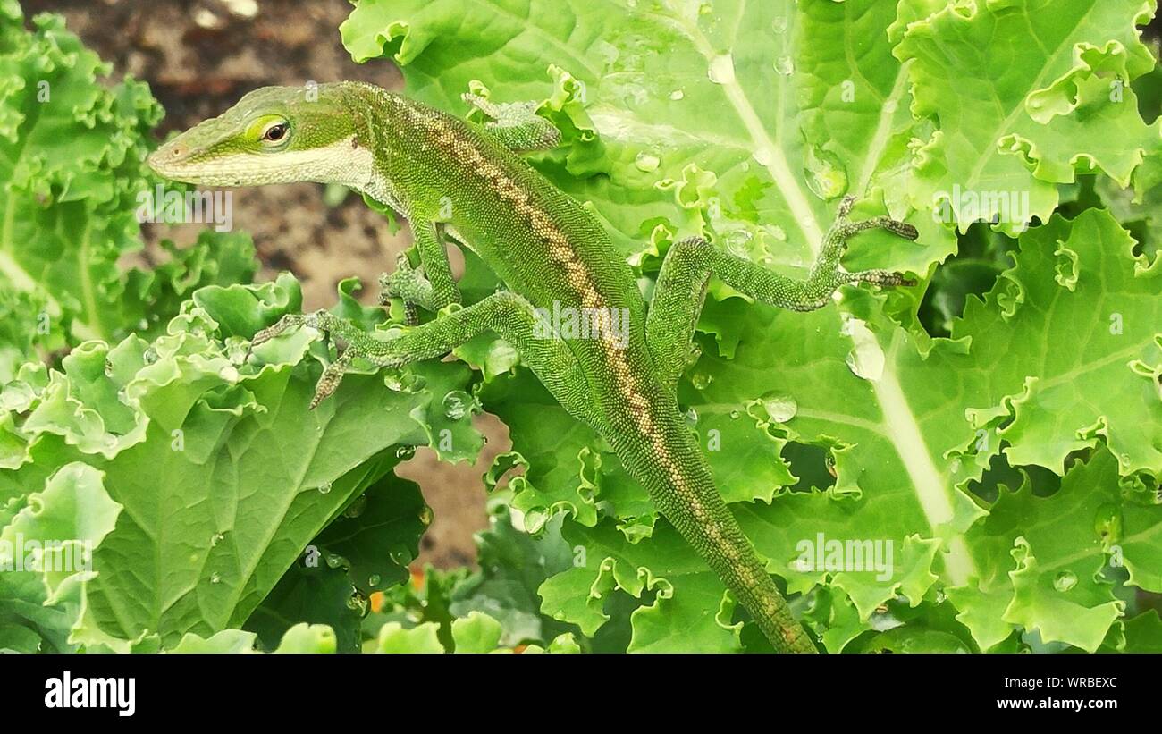 Close-up Of Green Lizard On Kale Leaves Growing At Vegetable Garden Stock Photo
