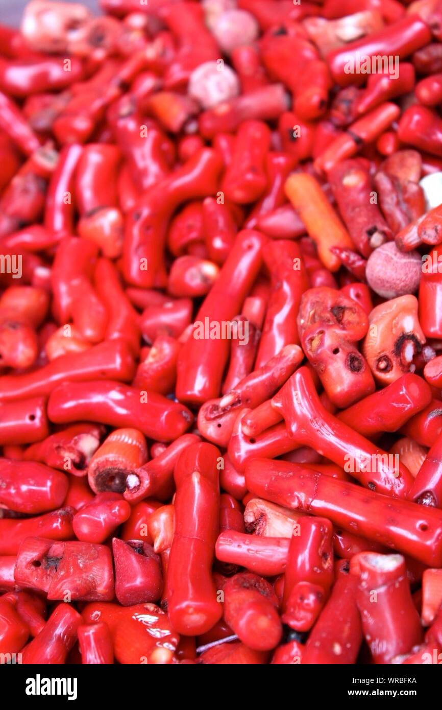 Pieces Of Dried Red Coral Stock Photo