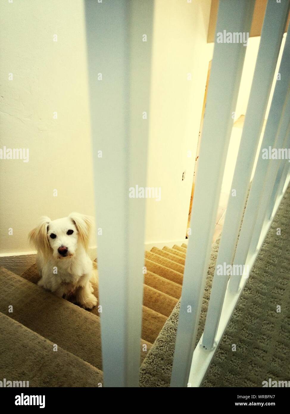 Dog sitting on stairs hires stock photography and images Alamy
