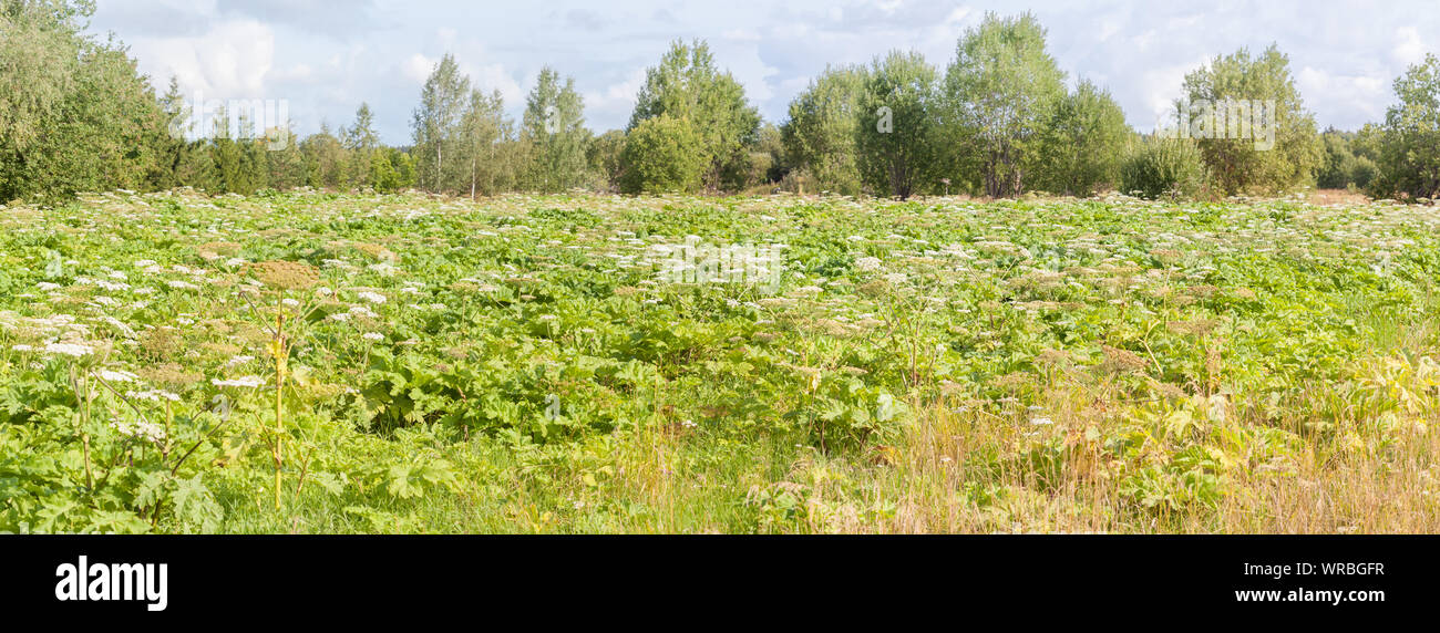 The field is overgrown with poisonous hogweed Stock Photo
