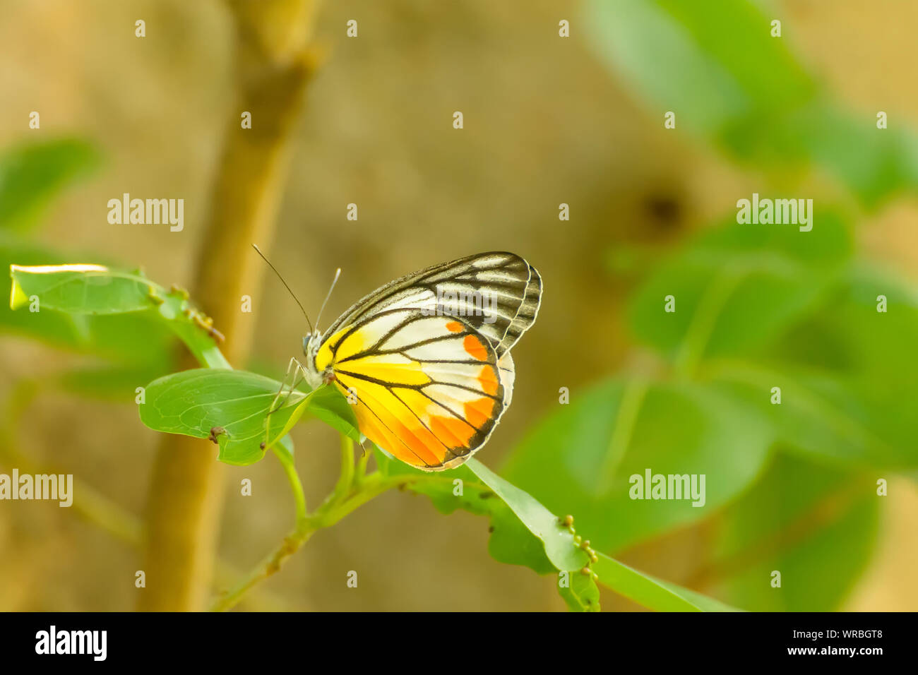 Butterfly in nuture, its makes a refreshing feeling. Stock Photo