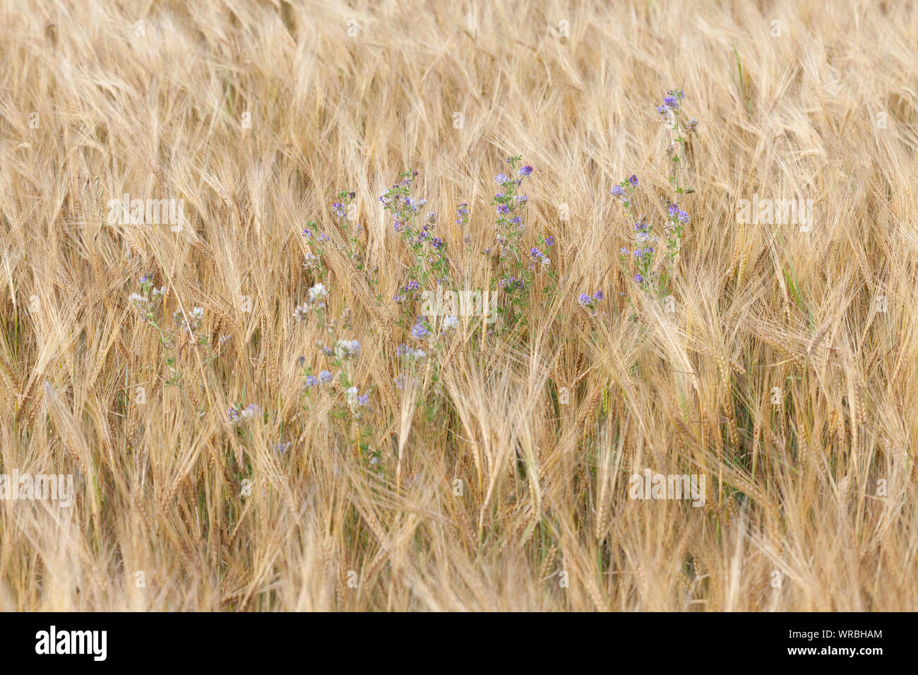 Weed with blue flowers in a rye field Stock Photo