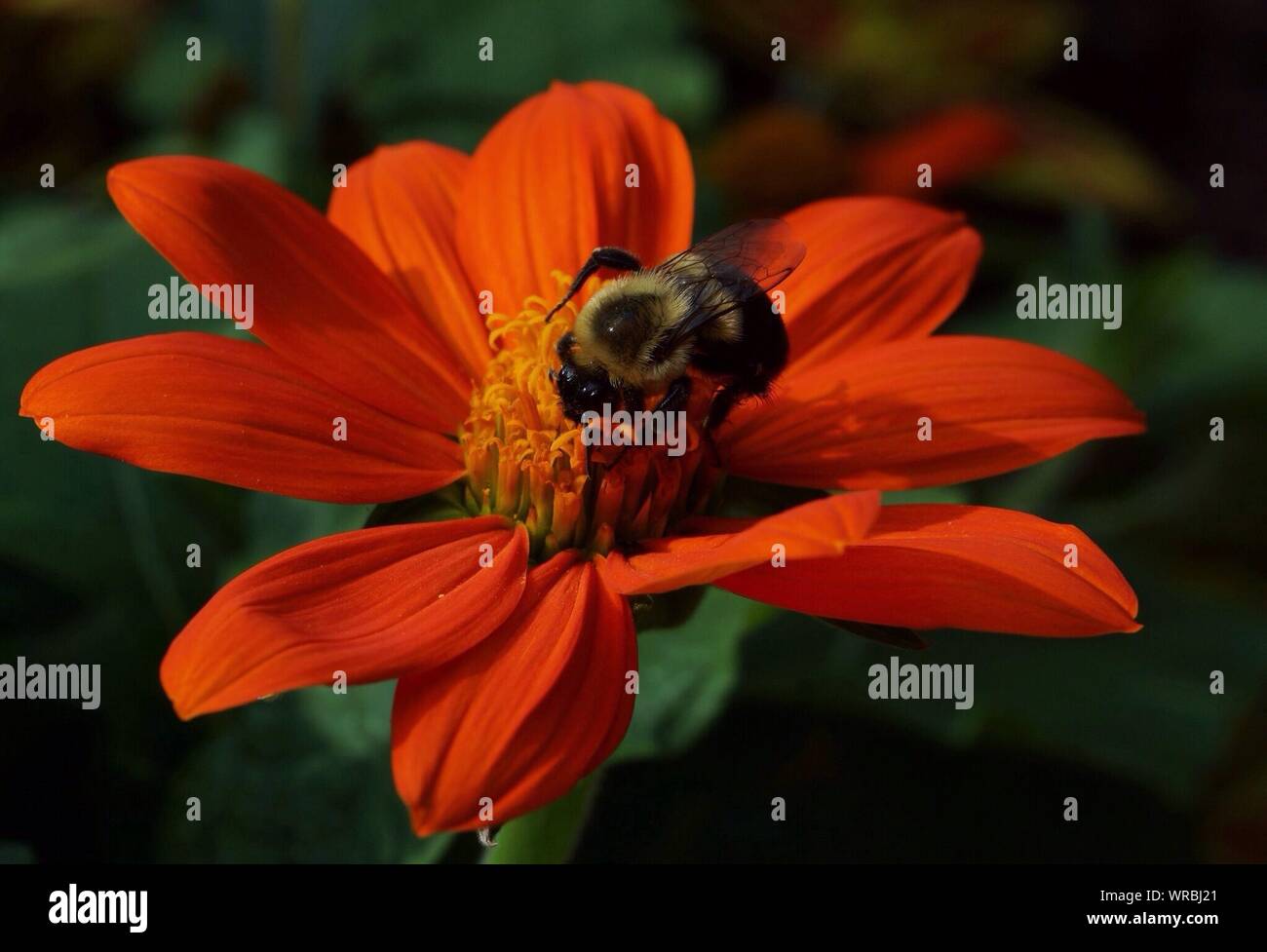 Bee In Flower Head Stock Photo