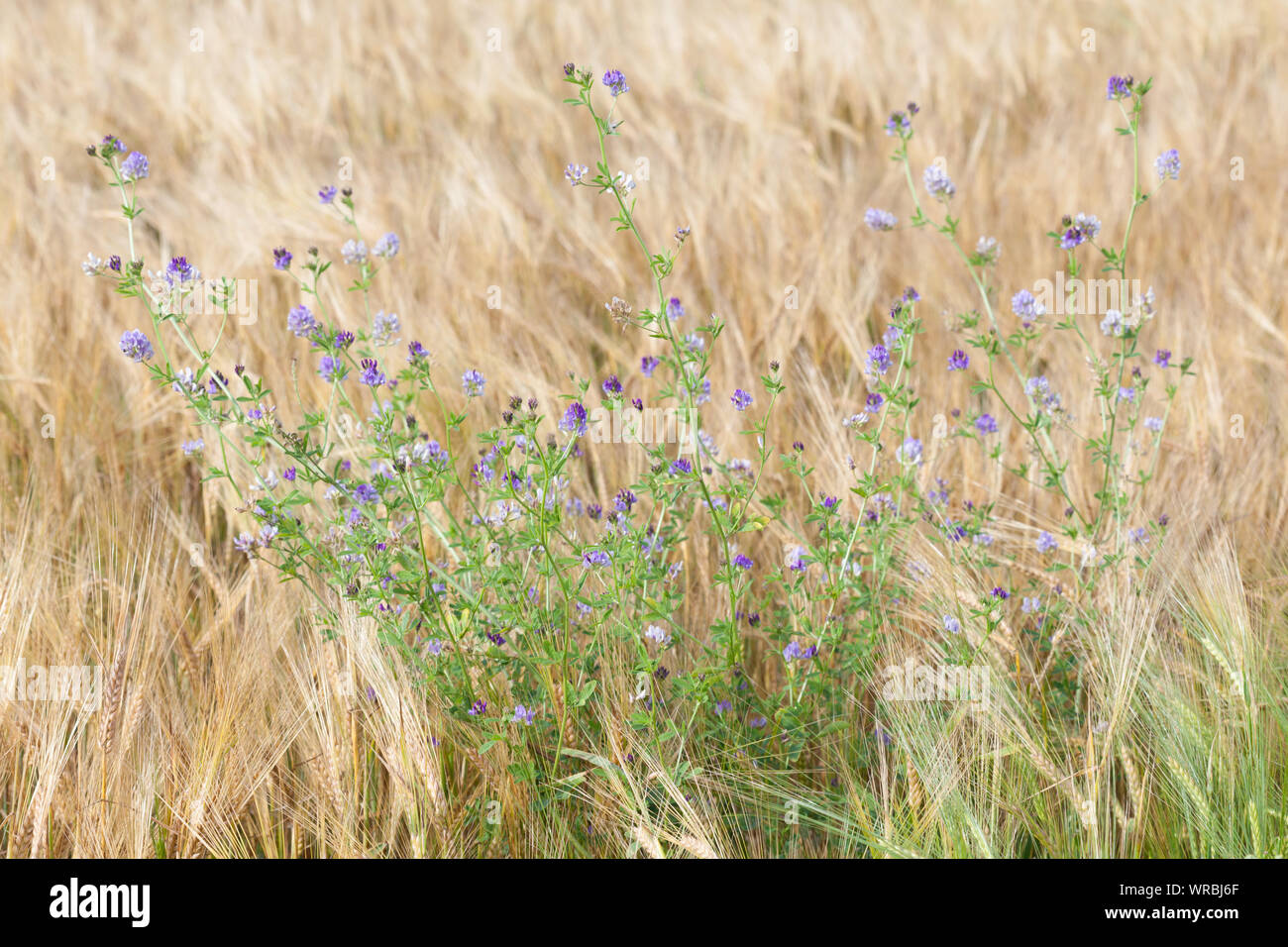 Weed with blue flowers in a rye field Stock Photo