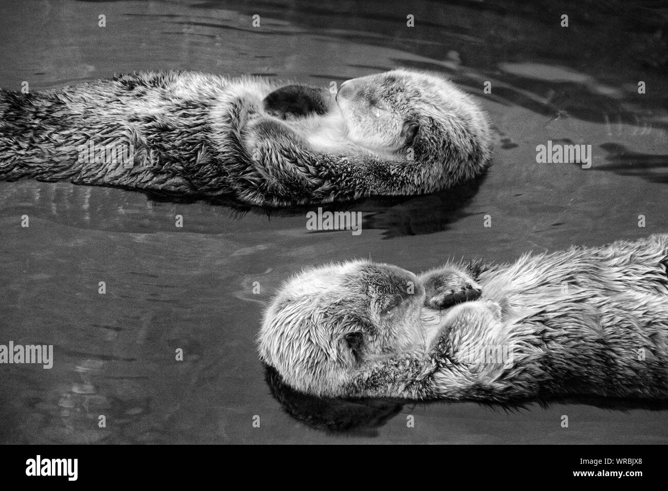 Otters in lake hires stock photography and images Alamy