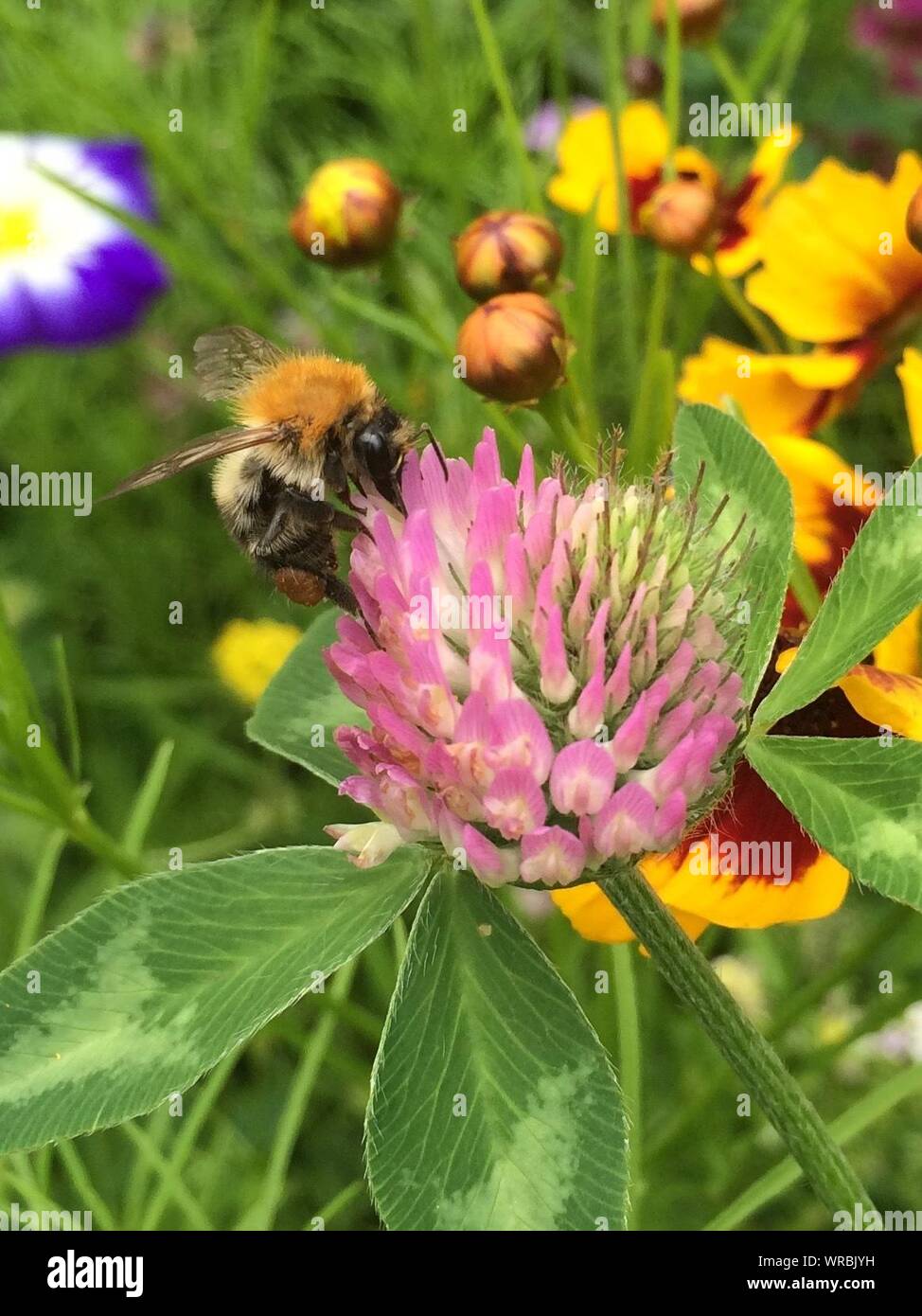 Red clover bee hires stock photography and images Alamy