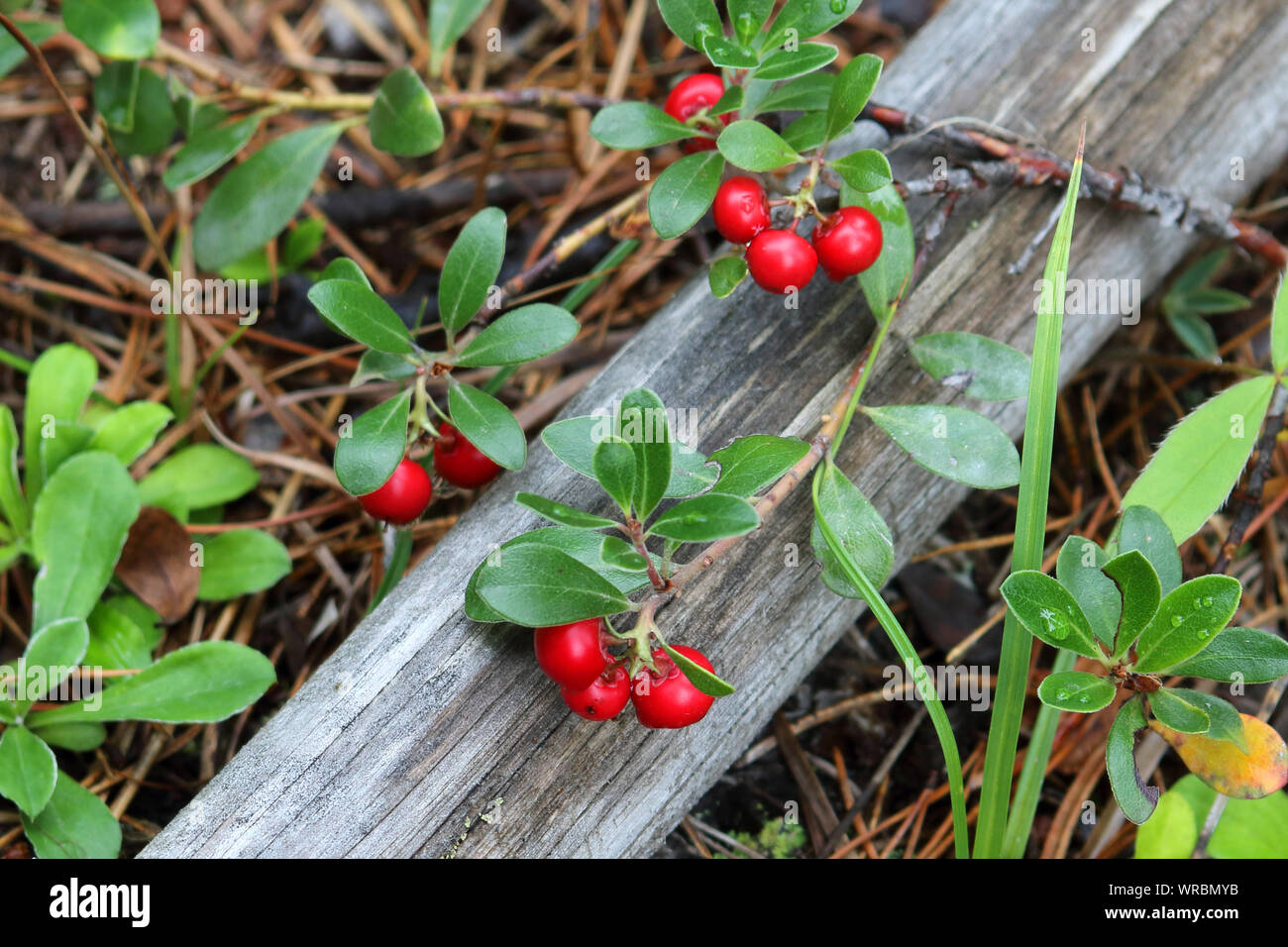 Bright red Kinnikinnick Berries drape across a log in the woods Stock Photo