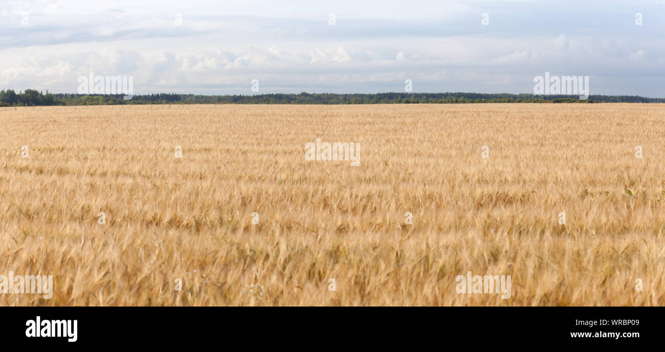 Panorama of a rye field with forest on the far horizon Stock Photo