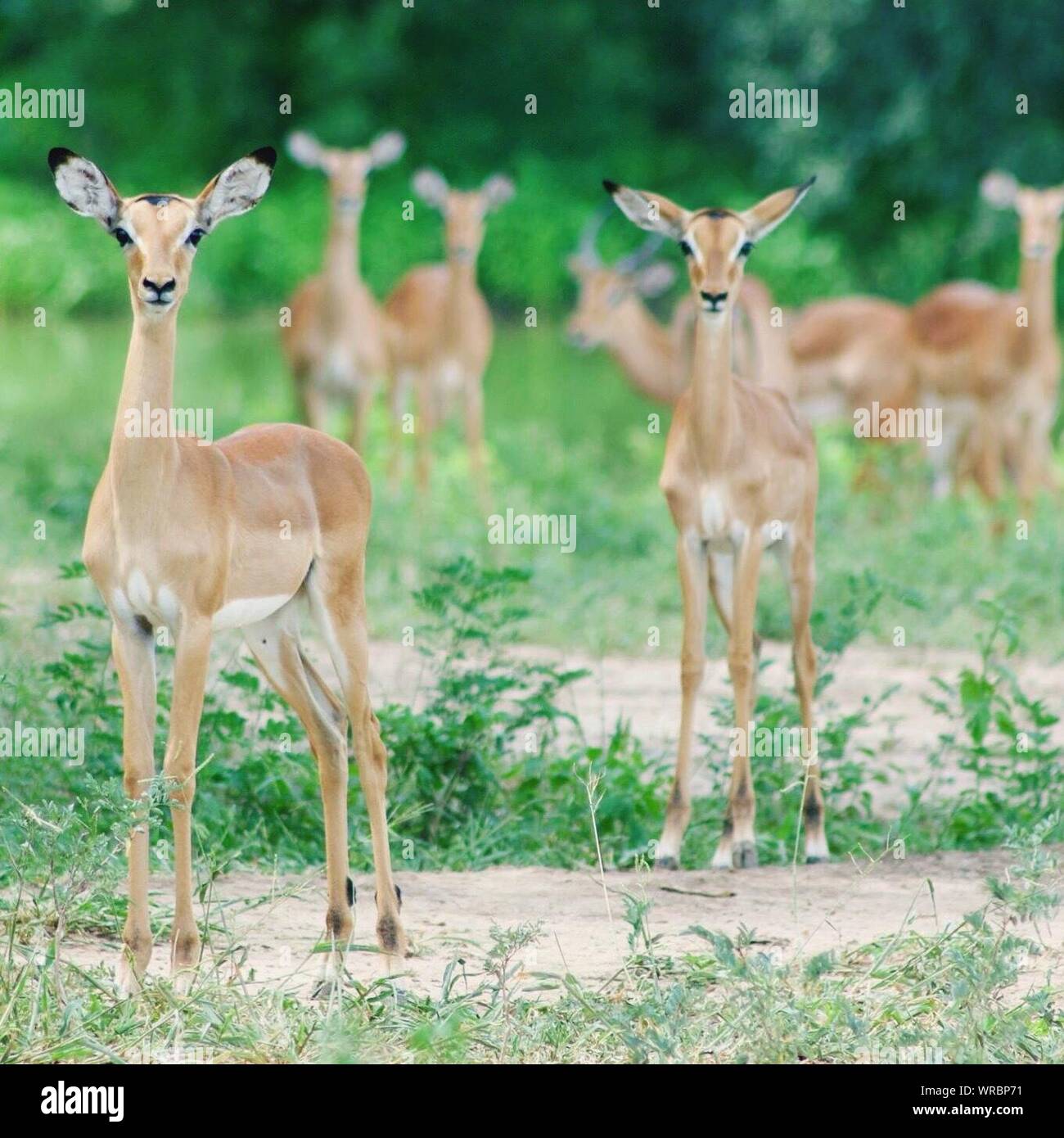 Gazelles At Mana Pools National Park Stock Photo