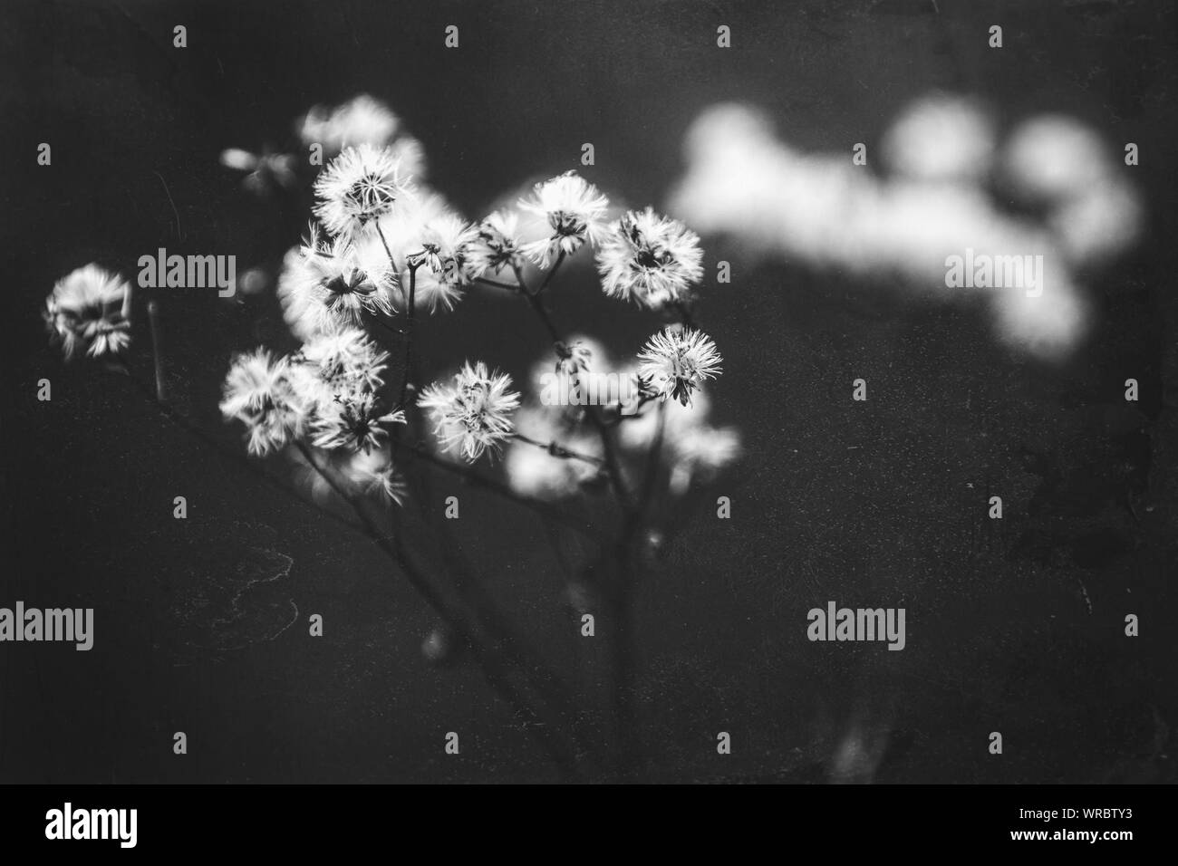 Wildflowers Wildflower Black and White Stock Photos & Images - Alamy