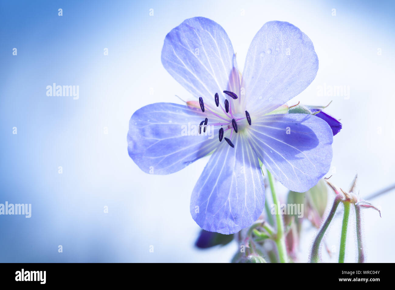 Flower of Meadow geranium closeup Stock Photo