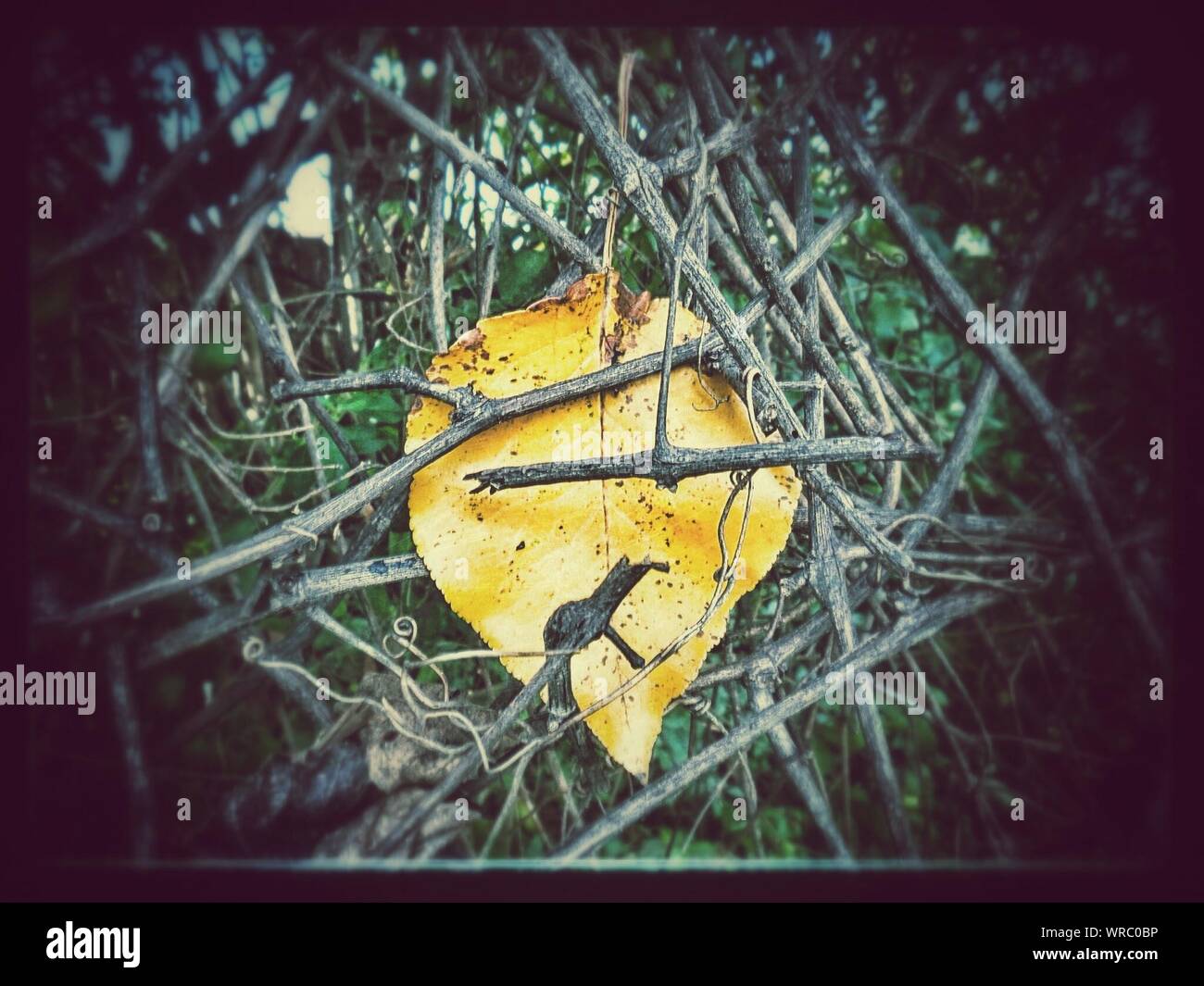 Gratuit Images Yellow Twigs Stock Photos Yellow Twigs Stock Images Alamy le plus cool salutations