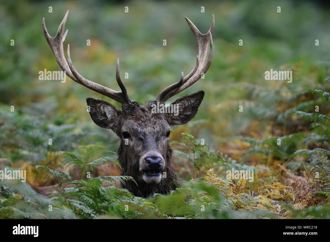 Red deer stag in bracken Stock Photo