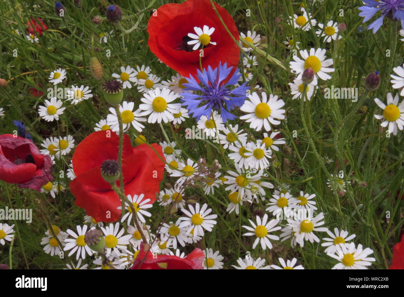 Poppies With Daisies And Knapweeds Flowers Blooming On Field Stock Photo