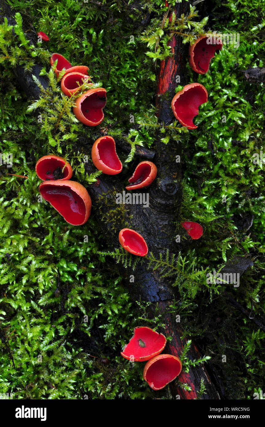 Portrait of scarlet elf cup fungi in moss. Dorset, UK March 2018 Stock Photo