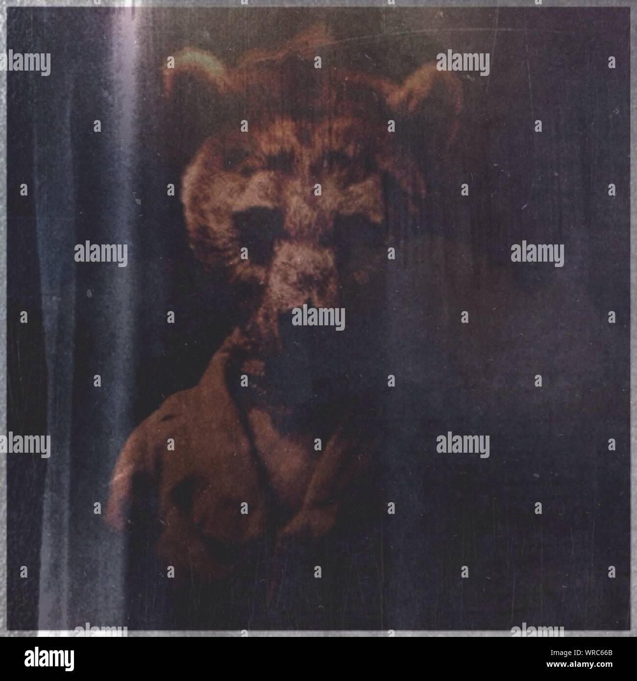 Wolf with person hires stock photography and images Alamy