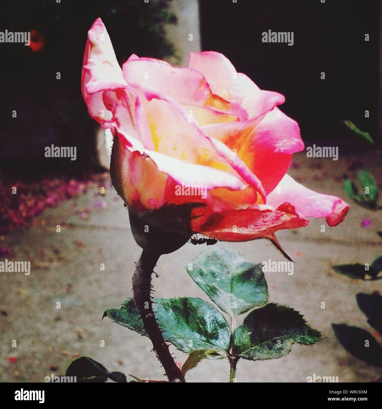 Concrete rose hires stock photography and images Alamy