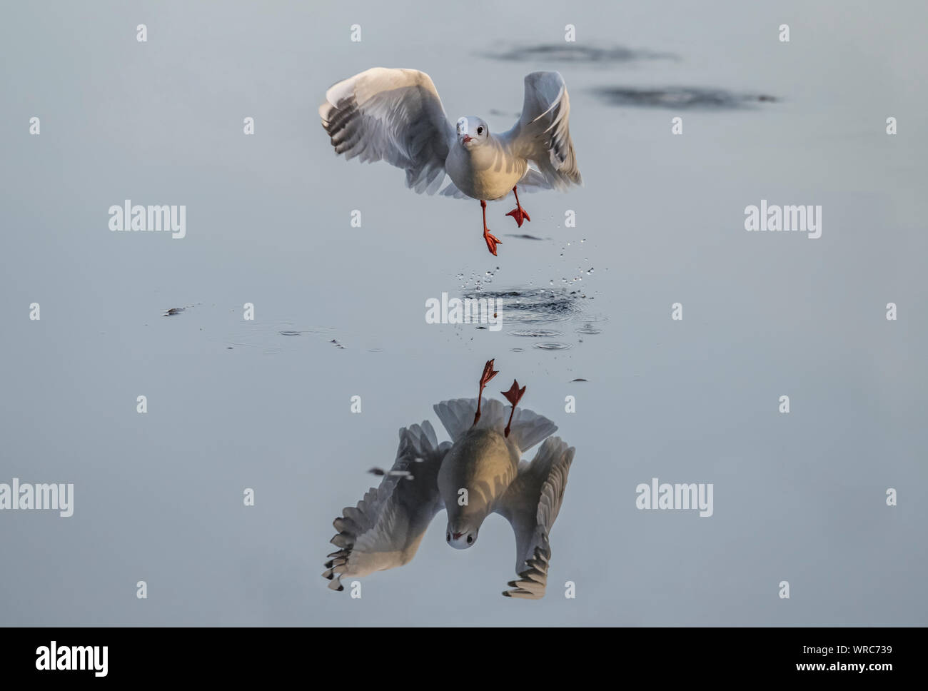 Black-headed gull, Chroicocephalus ridibundus, flying from a frozen loch in the winter, reflected in the ice, close up Stock Photo