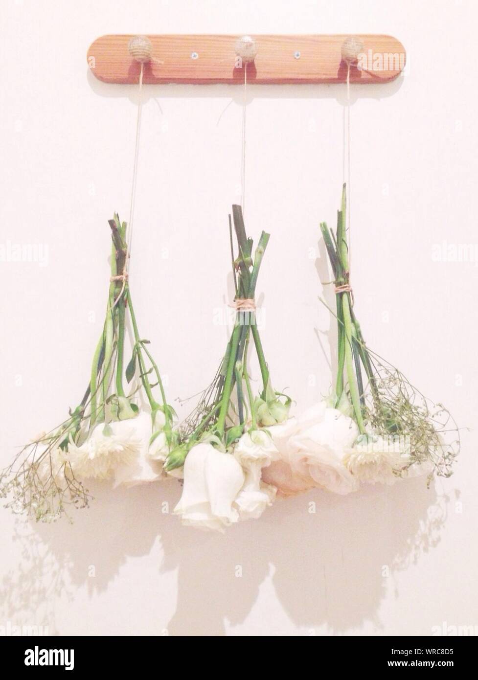 Down roses hires stock photography and images Alamy