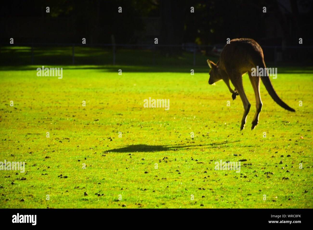 Kangaroo Hopping On Grassy Field Stock Photo