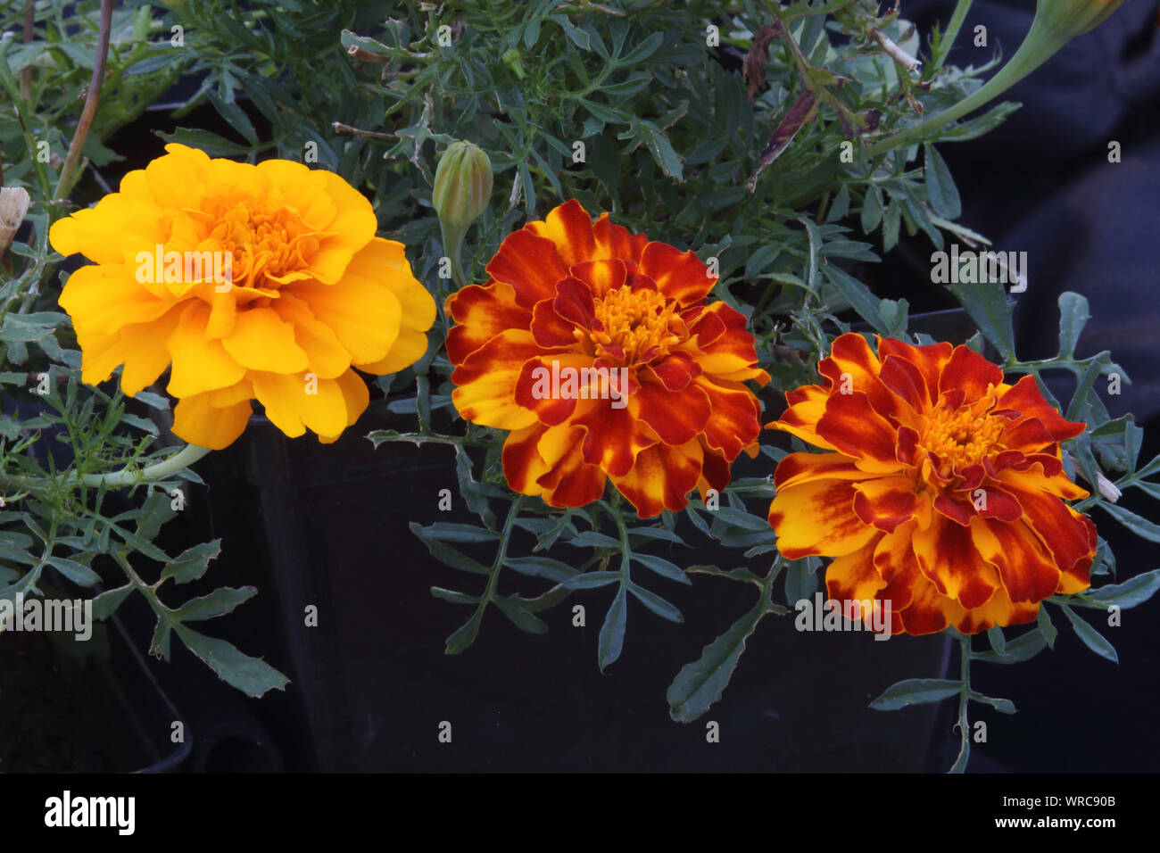 A colorful trio of bright yellow and orange marigolds Stock Photo