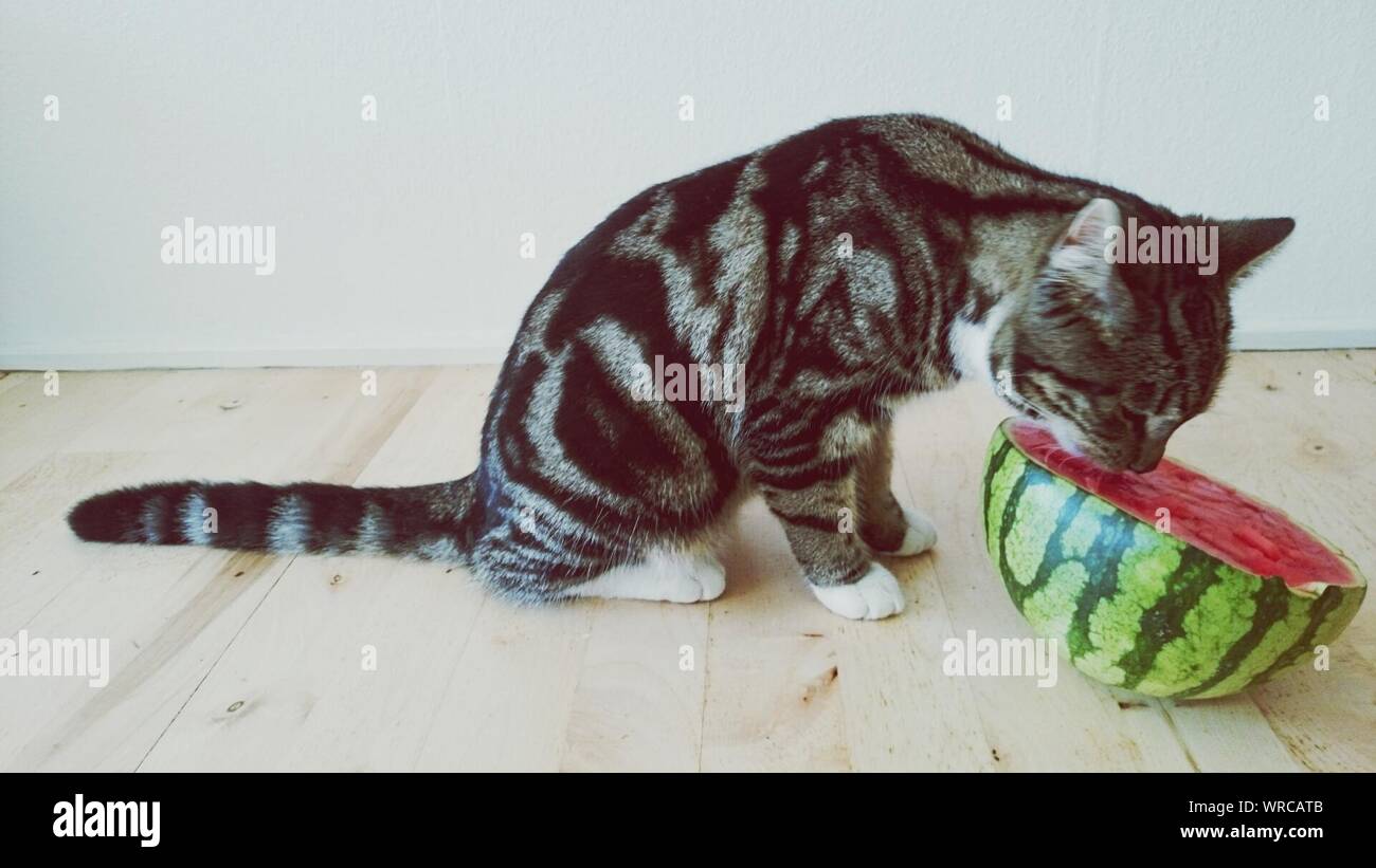 Side View Of Cat Smelling Watermelon Stock Photo Alamy
