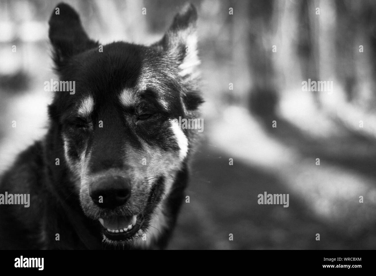 Black and white image of a dog hi-res stock photography and images - Alamy