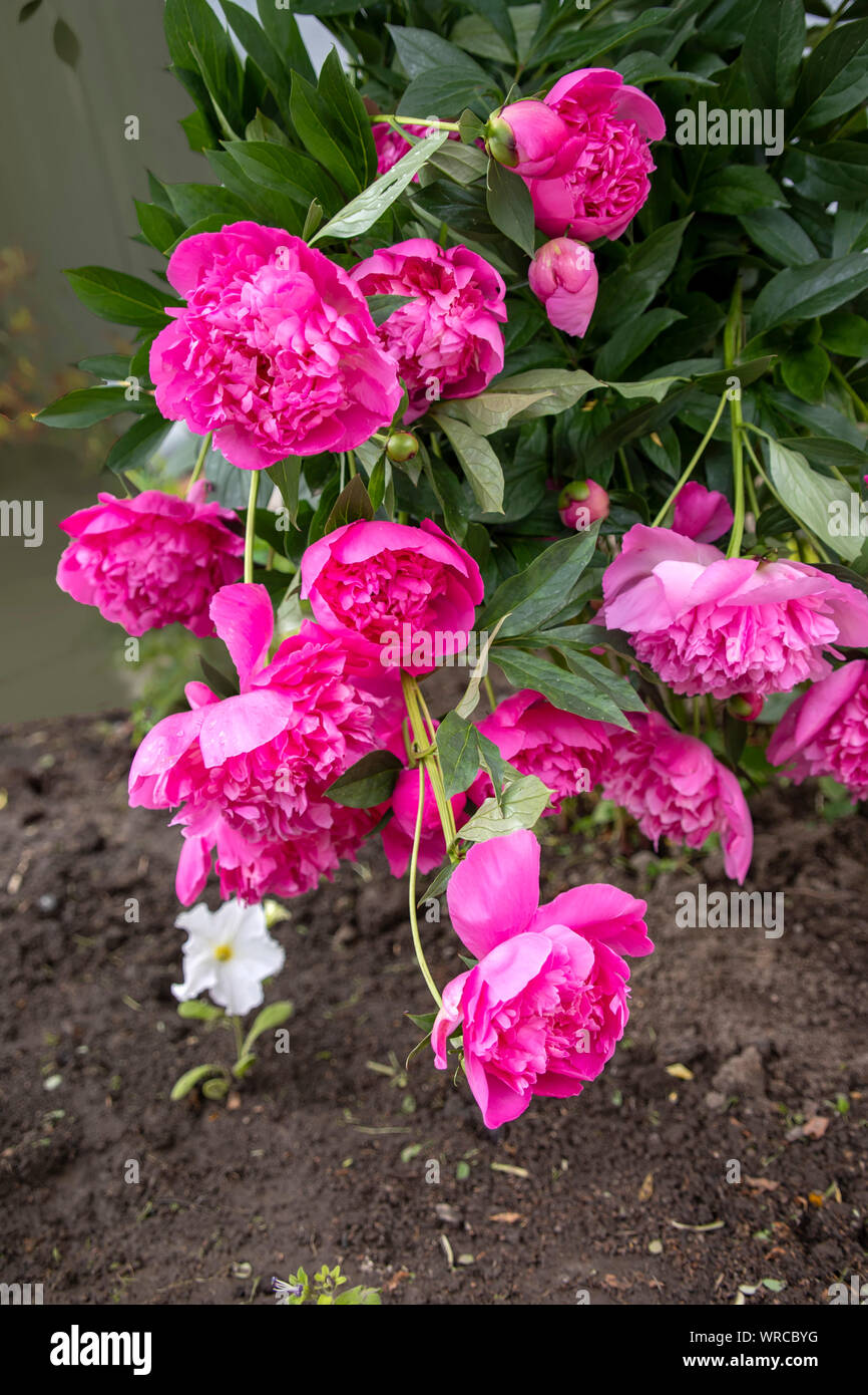 Pink peonies flowers and leaves close-up on a blurred background Stock ...