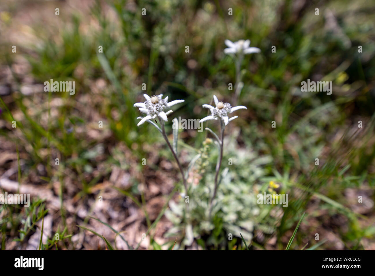 White flowers of mountain edelweiss closeup on a blurred background Stock Photo