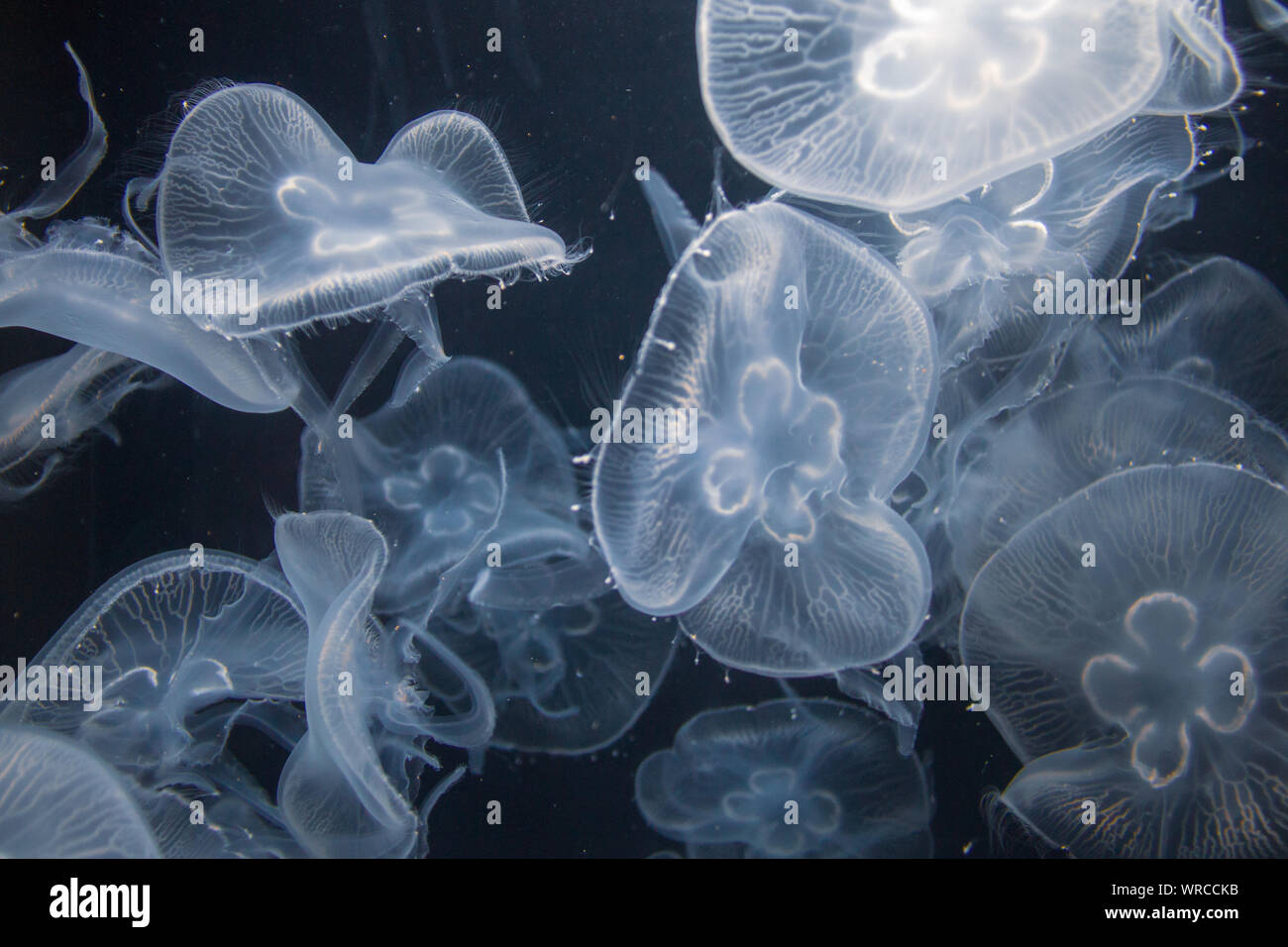 Closeup view of moon jellyfish (Aurelia labiata) drifting with the current into bright light in front of a black background Stock Photo
