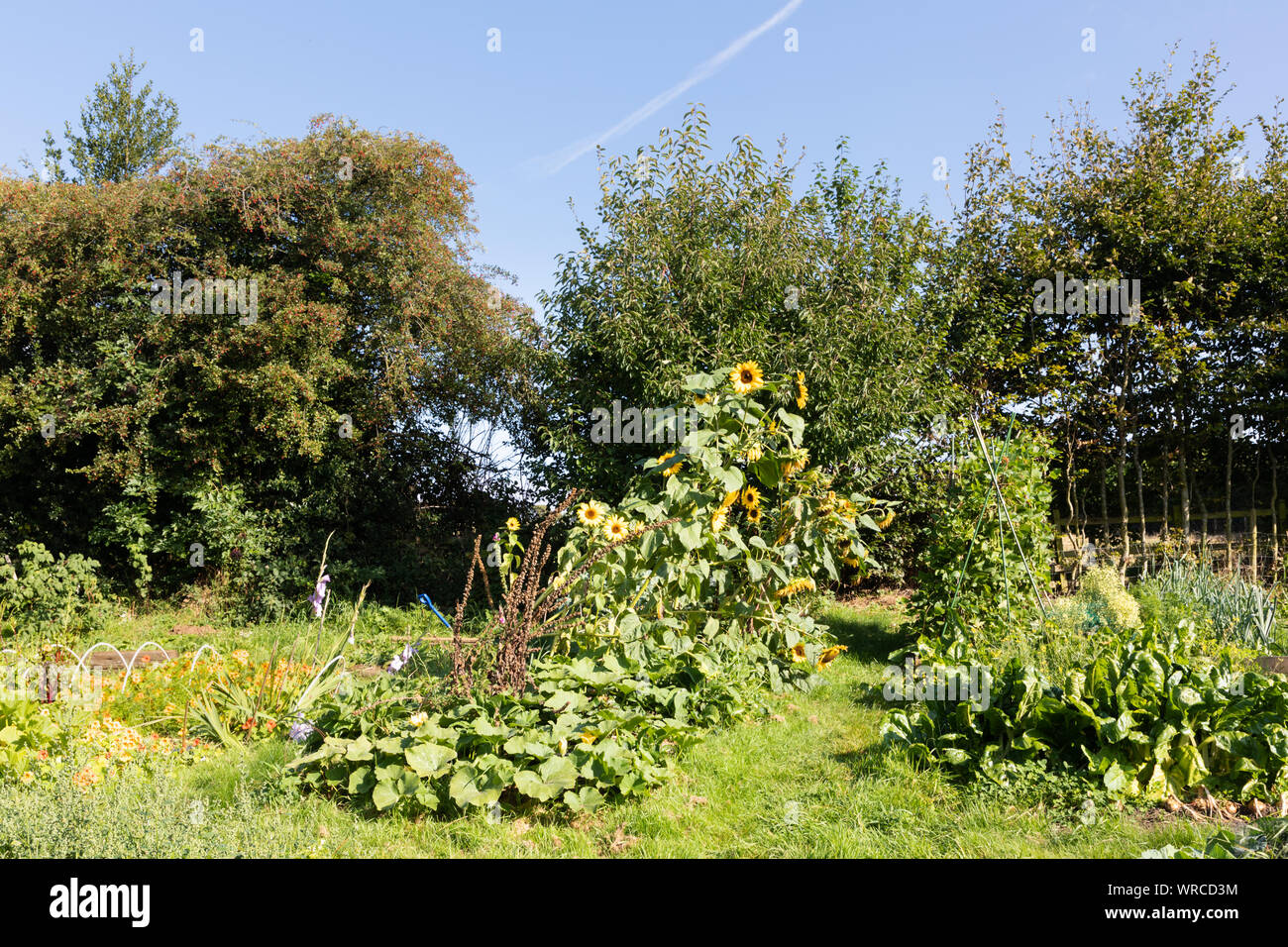 West Haddon, Northamptonshire, UK: A sunlit, partly overgrown allotment garden in late summer with sunflowers and runner beans growing in it. Stock Photo