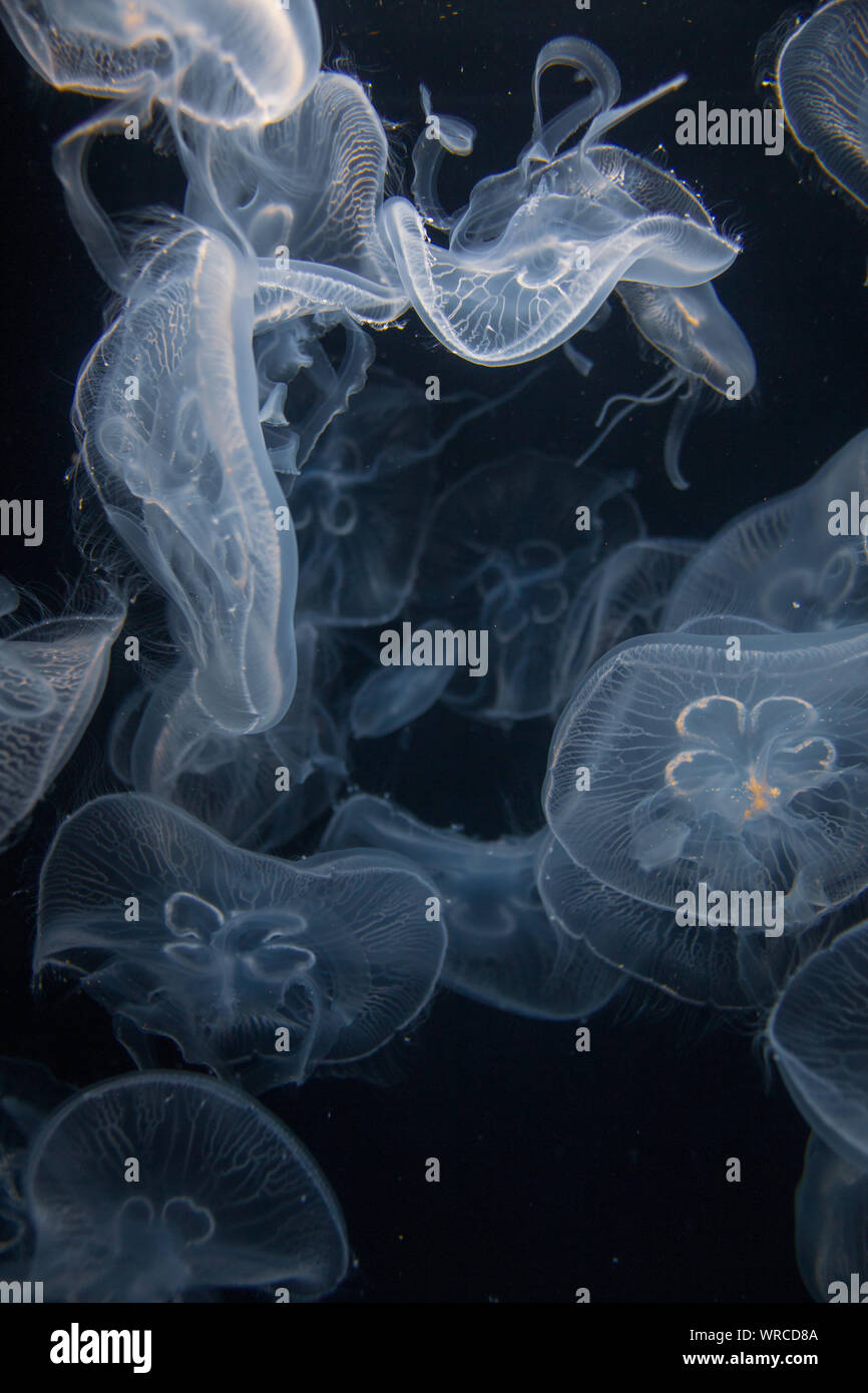 Closeup view of moon jellyfish (Aurelia labiata) drifting with the current into bright light in front of a black background Stock Photo