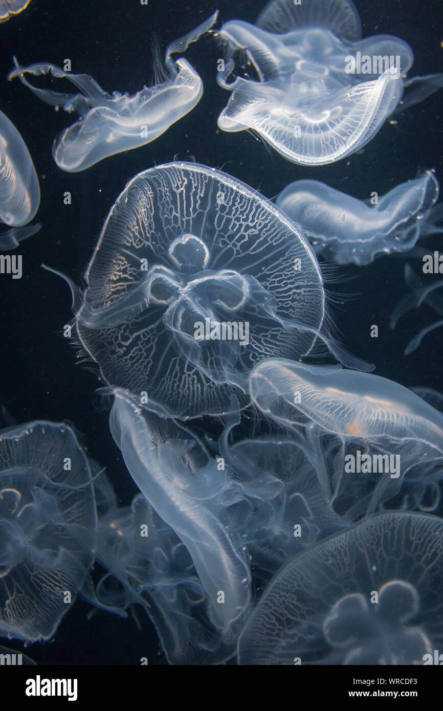 Closeup view of moon jellyfish (Aurelia labiata) drifting with the current into bright light in front of a black background Stock Photo