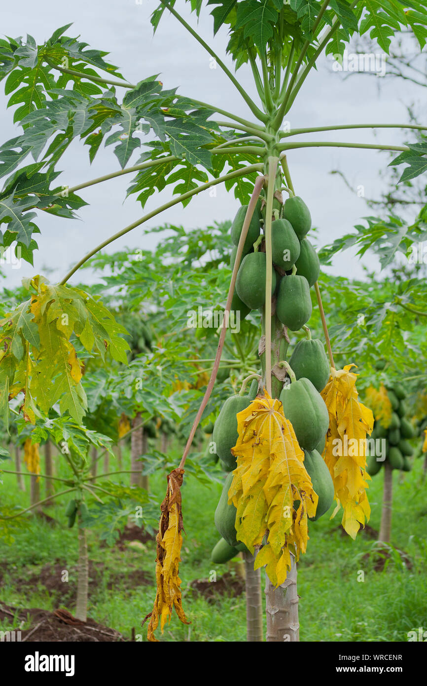 Papaya Tree Growing At Farm Stock Photo Alamy