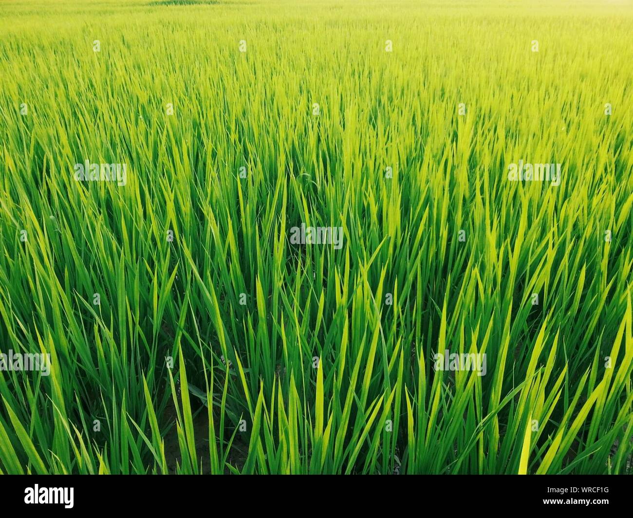 Full grown horizontal hi-res stock photography and images - Alamy