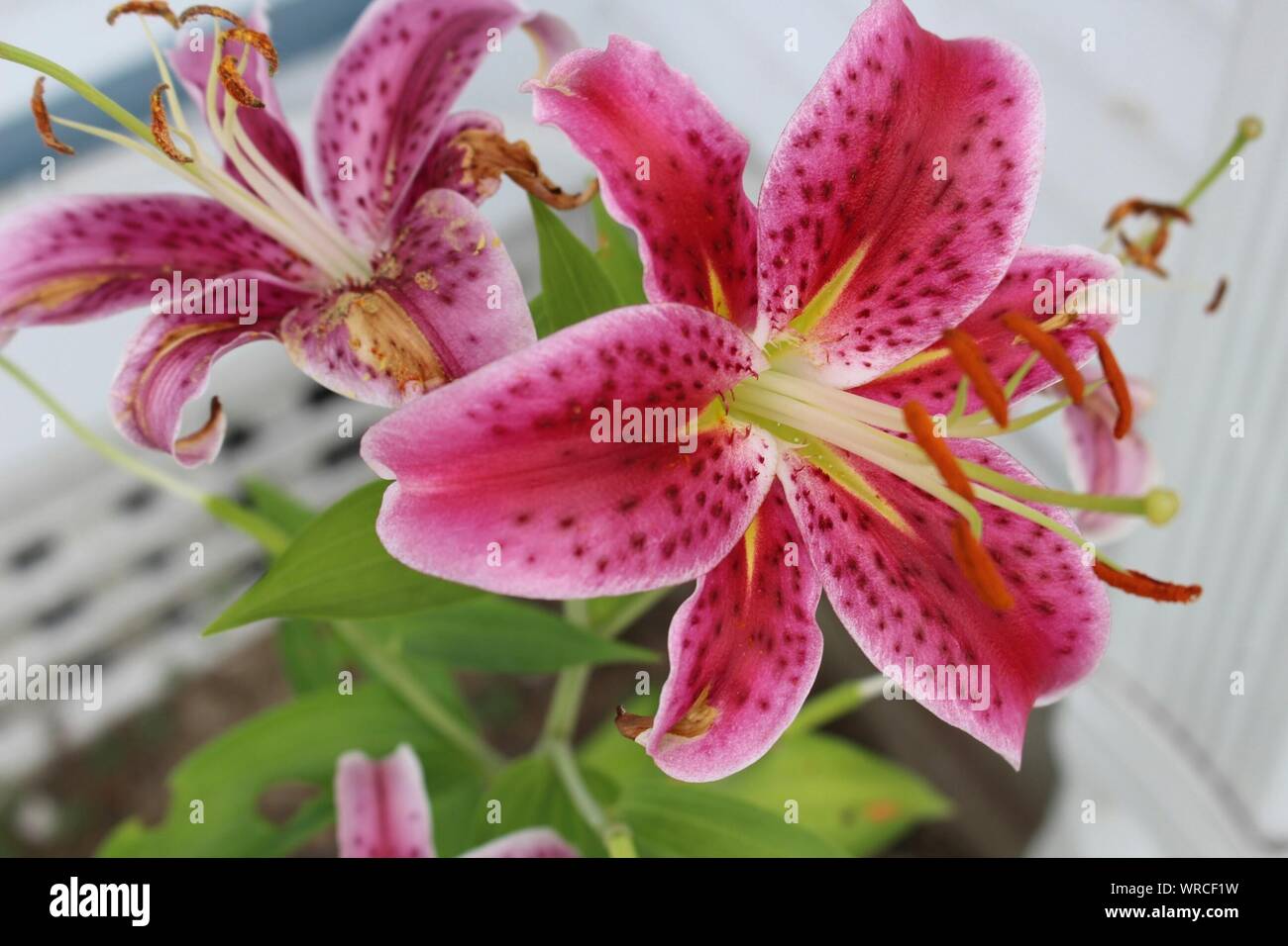 Close-up Of Pink Lilies In Yard Stock Photo