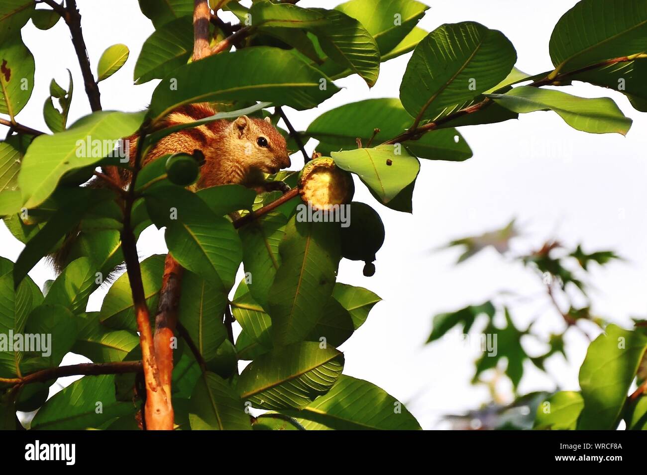 Closeup Of Squirrel On Guava Tree Stock Photo Alamy