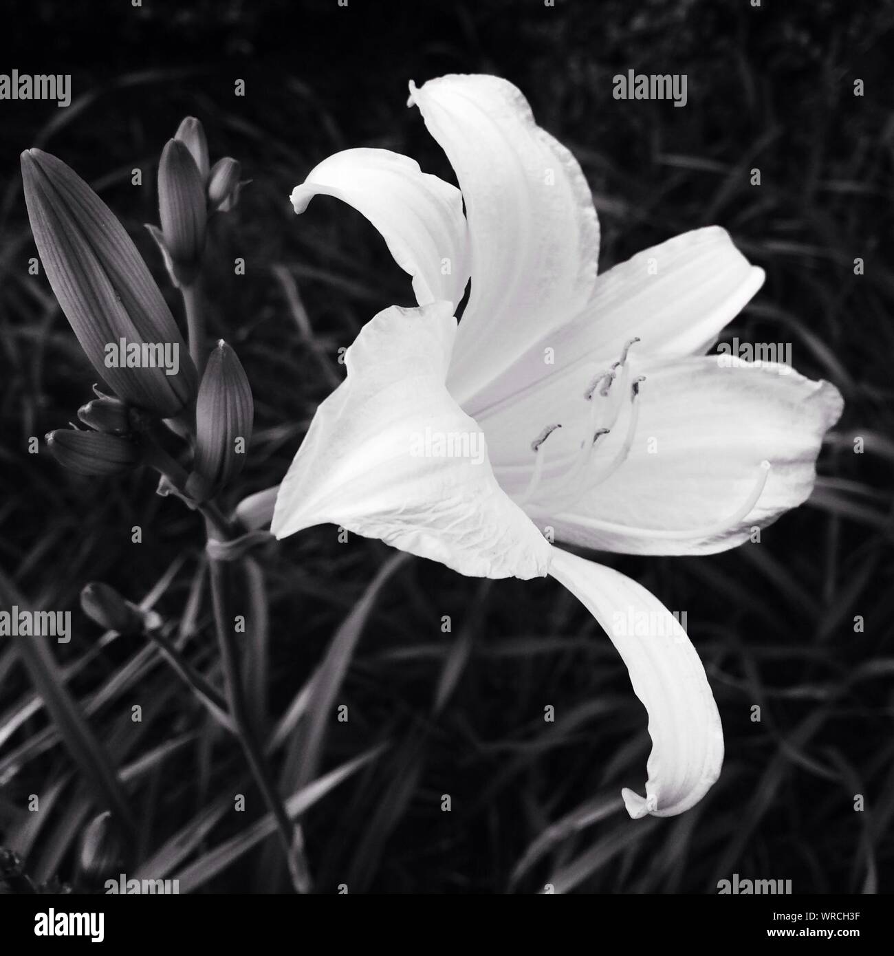 White lily flower buds hi-res stock photography and images - Alamy