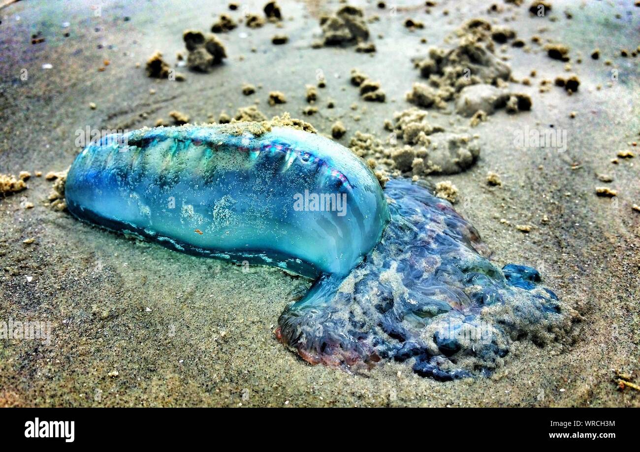 High Angle View Of Dead Jellyfish On Beach Stock Photo