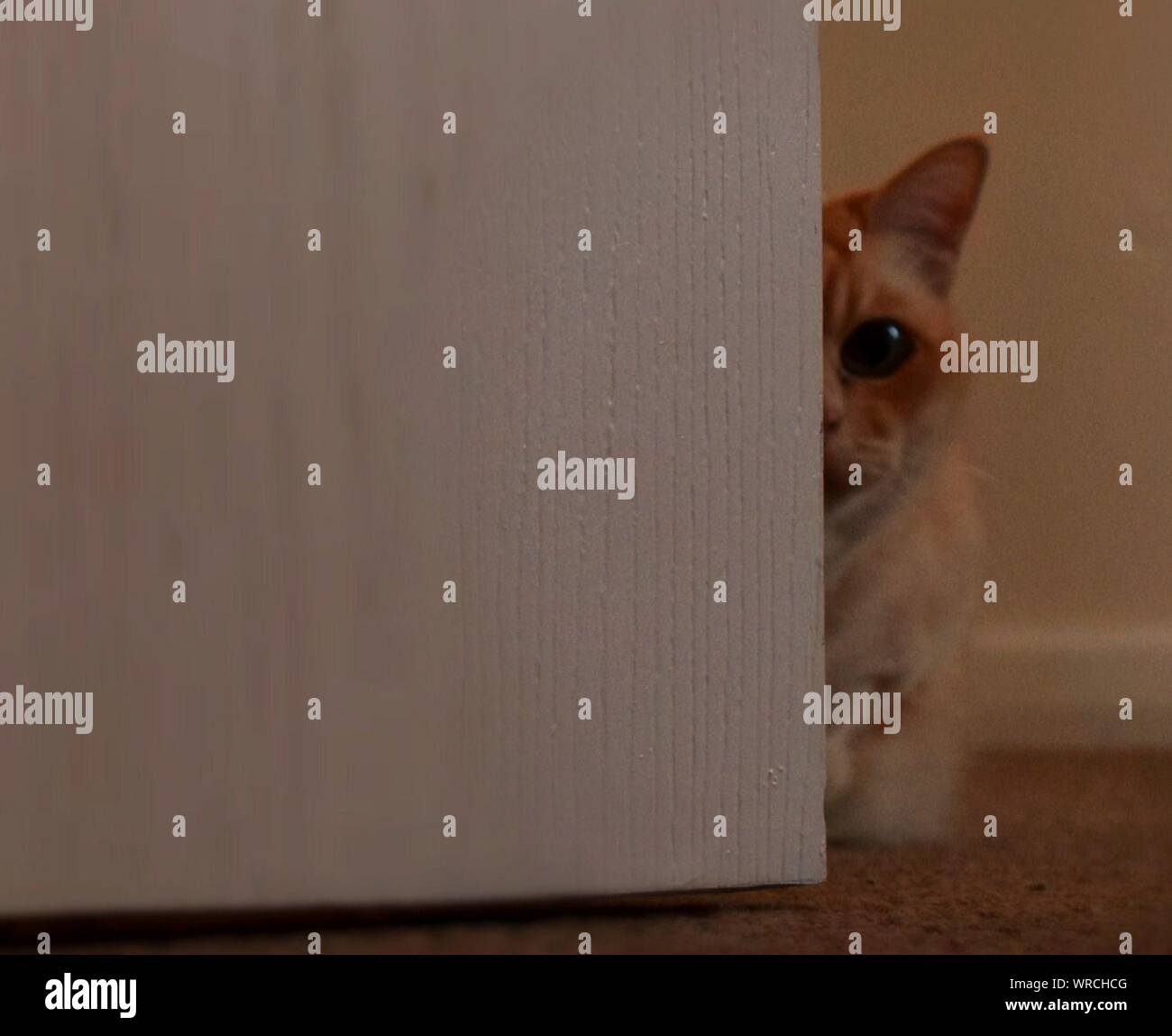 Portrait Of Cat Hiding Behind Curtain Stock Photo Alamy
