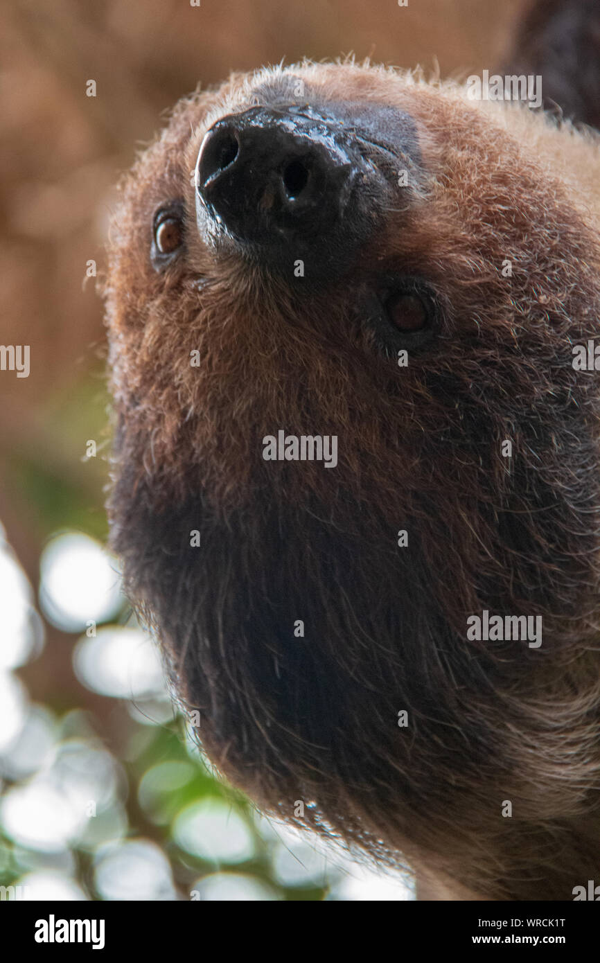 Close-up view of the head of a linnaeus's two-toed sloth (Choloepus didactylus) hanging upside down in a tree Stock Photo