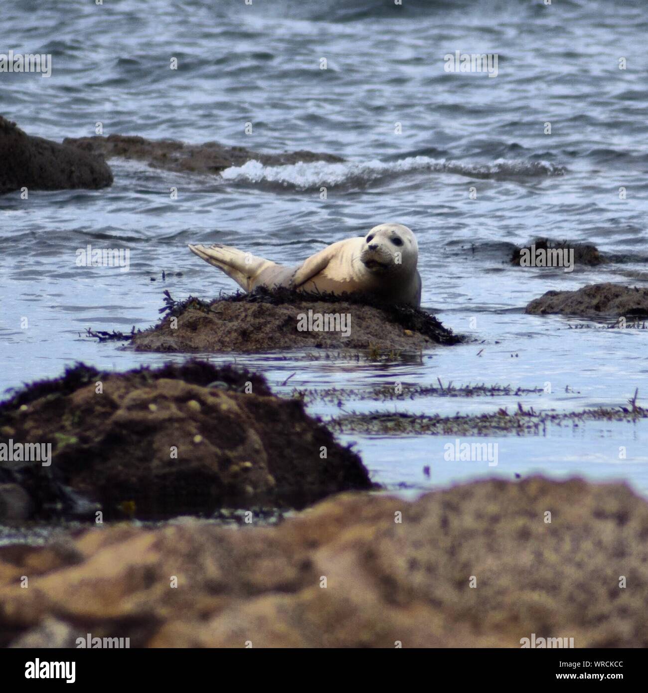 Gray Seal On Rocks At Shore Stock Photo
