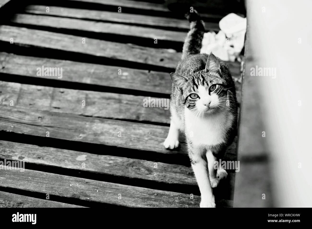 Portrait Of Cat On Staircase Stock Photo Alamy