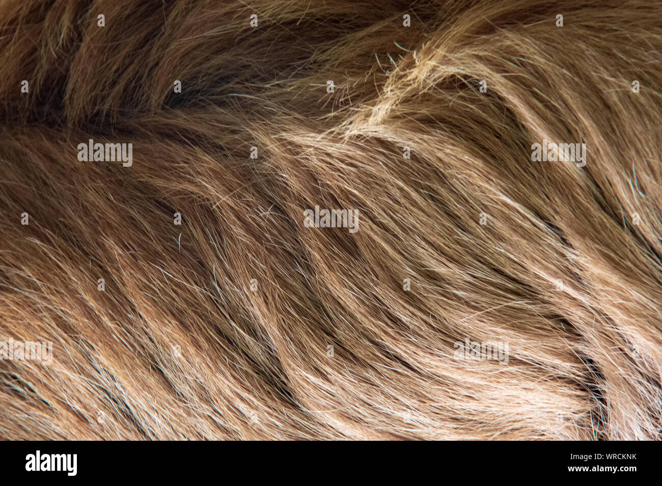 Close-up view of the woolly long hair of the fur of a Linnaeus's two-toed sloth (Choloepus didactylus) Stock Photo